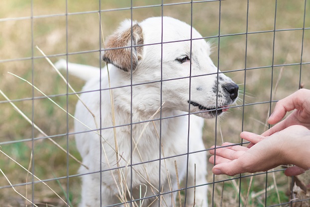 גדר אילוף לכלבים – הכלי שיעזור לכם לאלף את הכלב